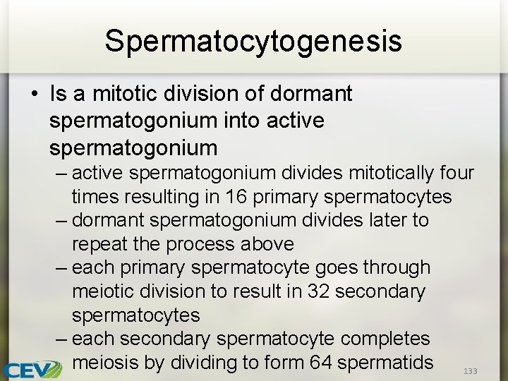 Spermatocytogenesis • Is a mitotic division of dormant spermatogonium into active spermatogonium – active