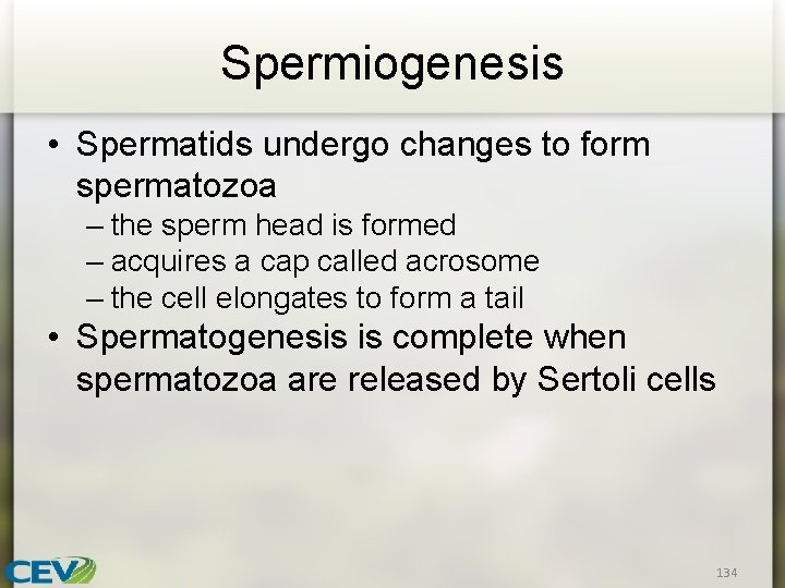 Spermiogenesis • Spermatids undergo changes to form spermatozoa – the sperm head is formed