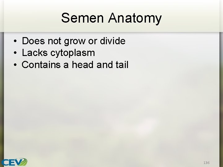 Semen Anatomy • Does not grow or divide • Lacks cytoplasm • Contains a