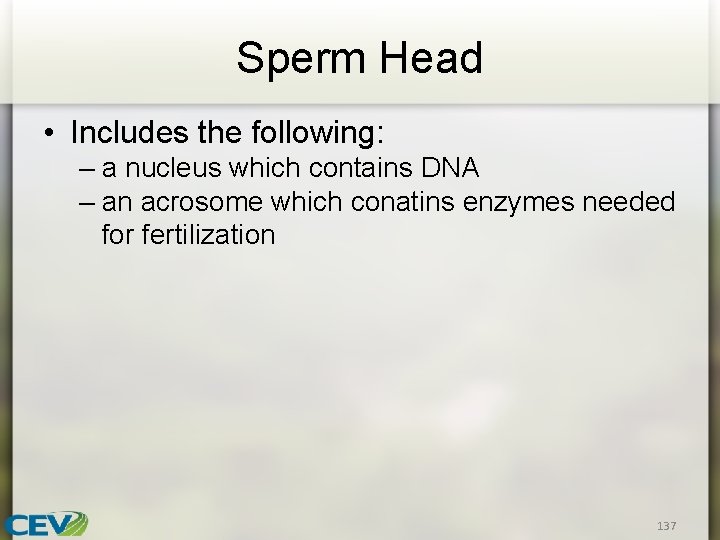 Sperm Head • Includes the following: – a nucleus which contains DNA – an