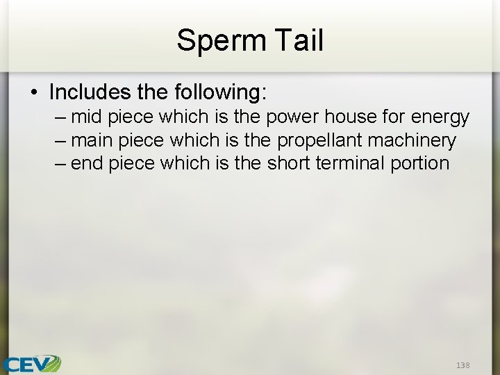 Sperm Tail • Includes the following: – mid piece which is the power house