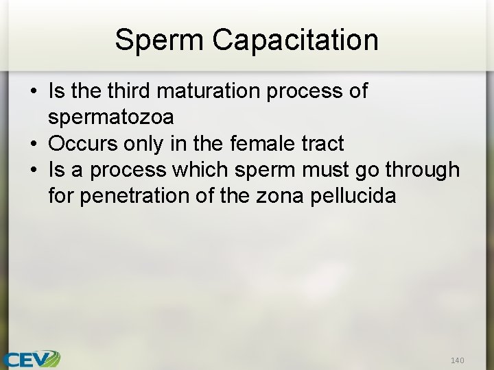 Sperm Capacitation • Is the third maturation process of spermatozoa • Occurs only in