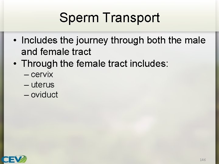 Sperm Transport • Includes the journey through both the male and female tract •