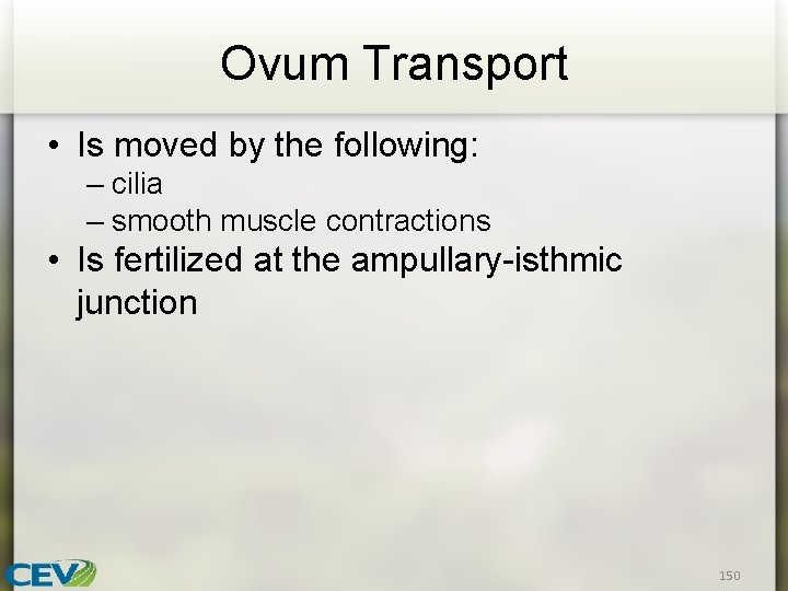 Ovum Transport • Is moved by the following: – cilia – smooth muscle contractions