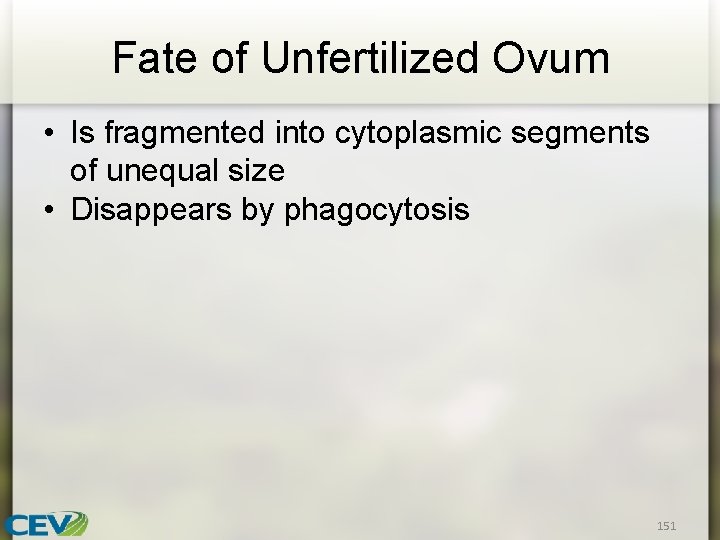 Fate of Unfertilized Ovum • Is fragmented into cytoplasmic segments of unequal size •