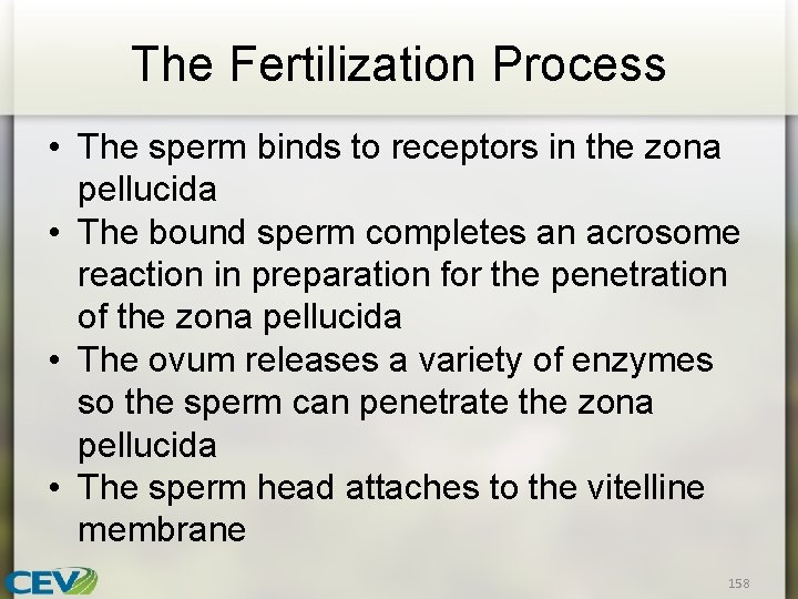 The Fertilization Process • The sperm binds to receptors in the zona pellucida •