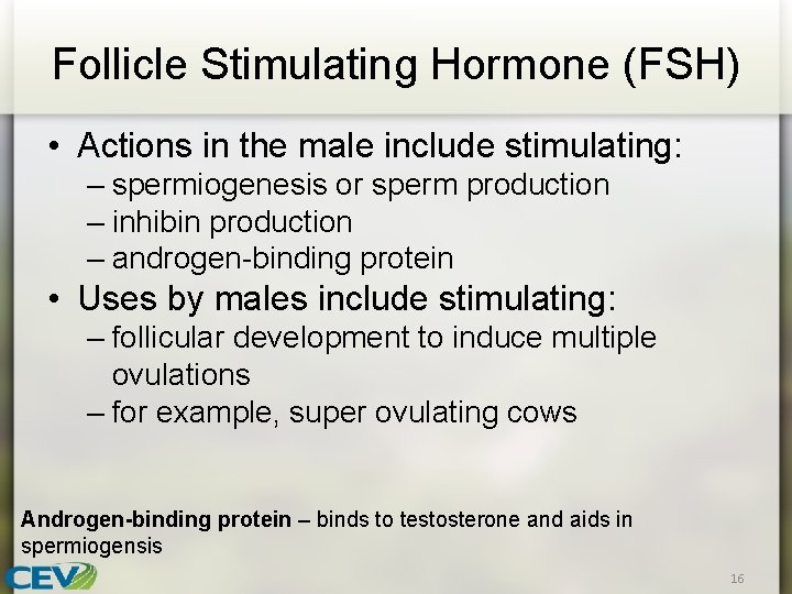 Follicle Stimulating Hormone (FSH) • Actions in the male include stimulating: – spermiogenesis or