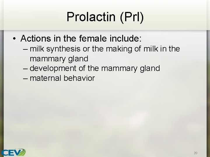 Prolactin (Prl) • Actions in the female include: – milk synthesis or the making