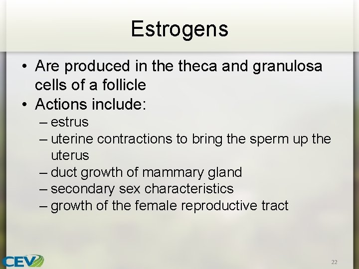 Estrogens • Are produced in theca and granulosa cells of a follicle • Actions