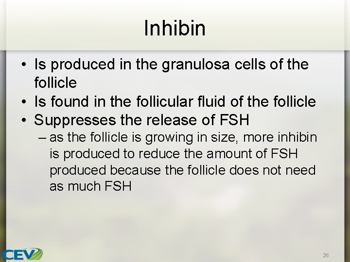 Inhibin • Is produced in the granulosa cells of the follicle • Is found