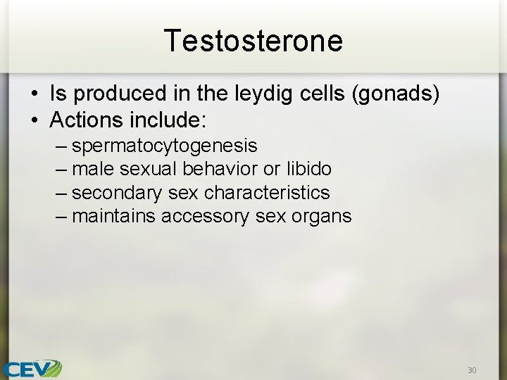 Testosterone • Is produced in the leydig cells (gonads) • Actions include: – spermatocytogenesis