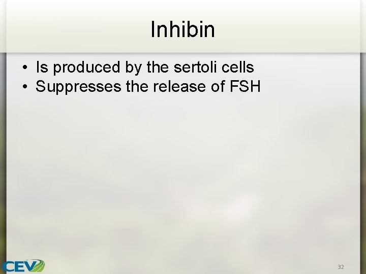 Inhibin • Is produced by the sertoli cells • Suppresses the release of FSH