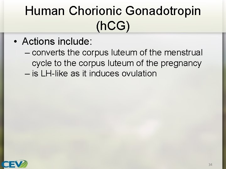 Human Chorionic Gonadotropin (h. CG) • Actions include: – converts the corpus luteum of