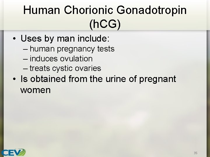 Human Chorionic Gonadotropin (h. CG) • Uses by man include: – human pregnancy tests