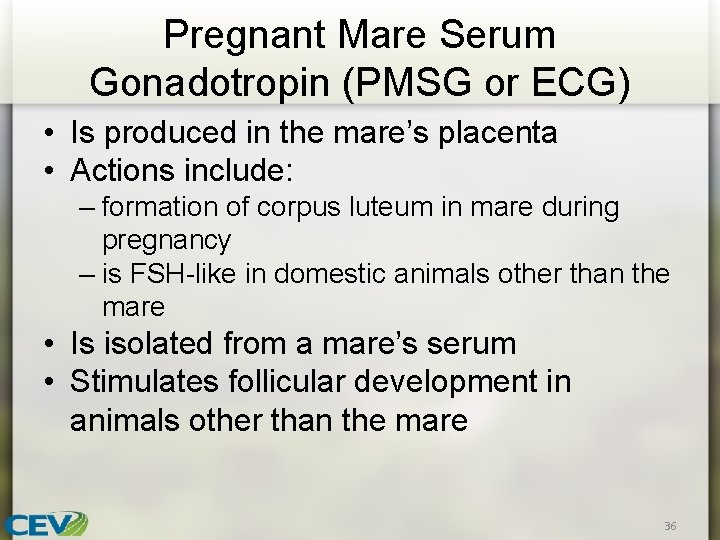 Pregnant Mare Serum Gonadotropin (PMSG or ECG) • Is produced in the mare’s placenta