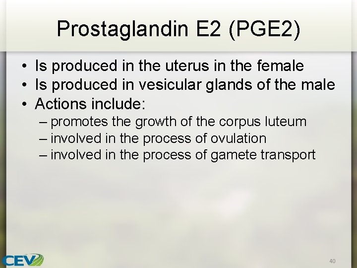 Prostaglandin E 2 (PGE 2) • Is produced in the uterus in the female