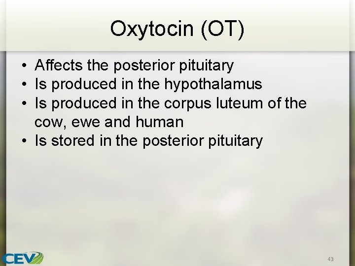 Oxytocin (OT) • Affects the posterior pituitary • Is produced in the hypothalamus •