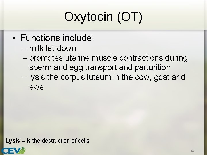 Oxytocin (OT) • Functions include: – milk let-down – promotes uterine muscle contractions during