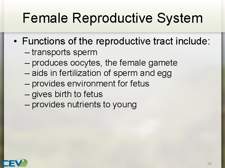 Female Reproductive System • Functions of the reproductive tract include: – transports sperm –