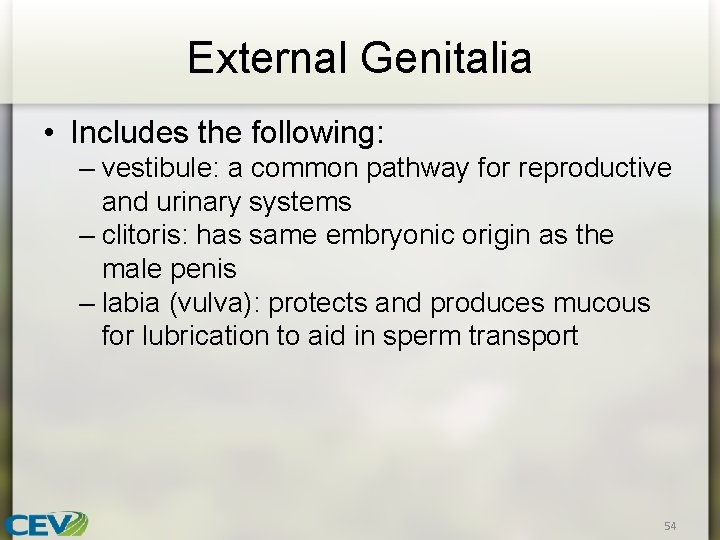 External Genitalia • Includes the following: – vestibule: a common pathway for reproductive and