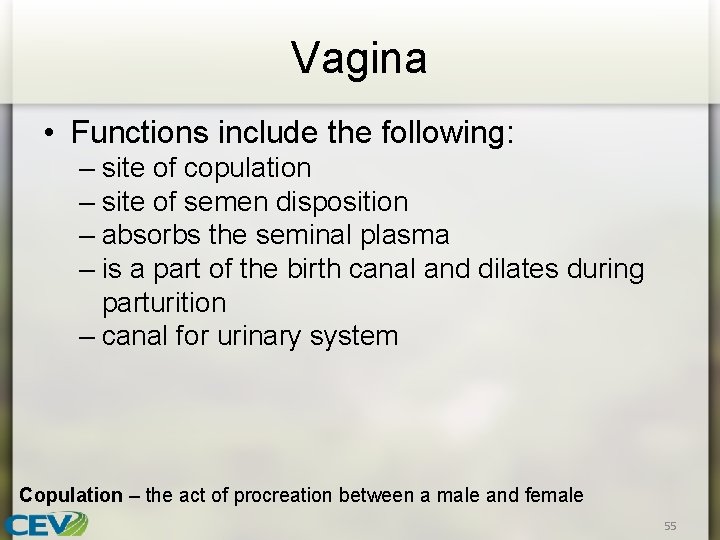 Vagina • Functions include the following: – site of copulation – site of semen