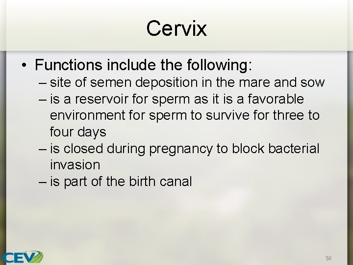 Cervix • Functions include the following: – site of semen deposition in the mare