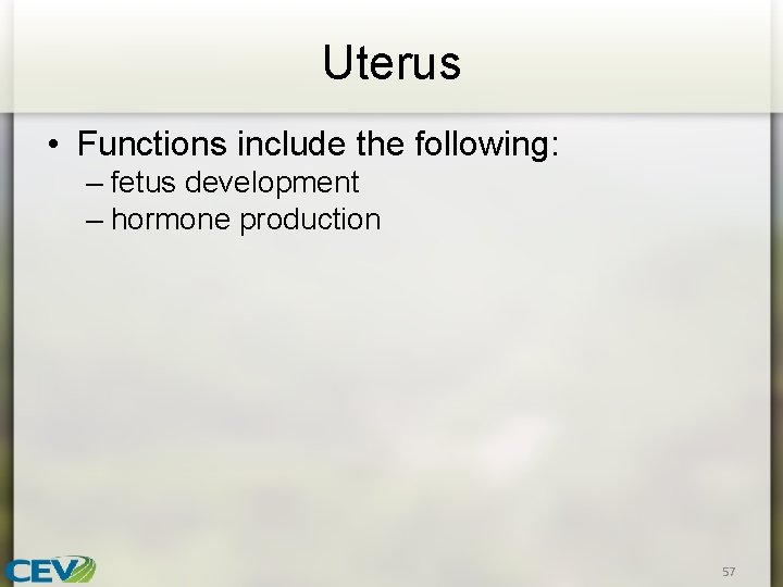 Uterus • Functions include the following: – fetus development – hormone production 57 