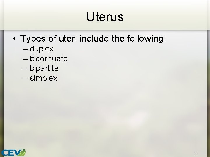 Uterus • Types of uteri include the following: – duplex – bicornuate – bipartite