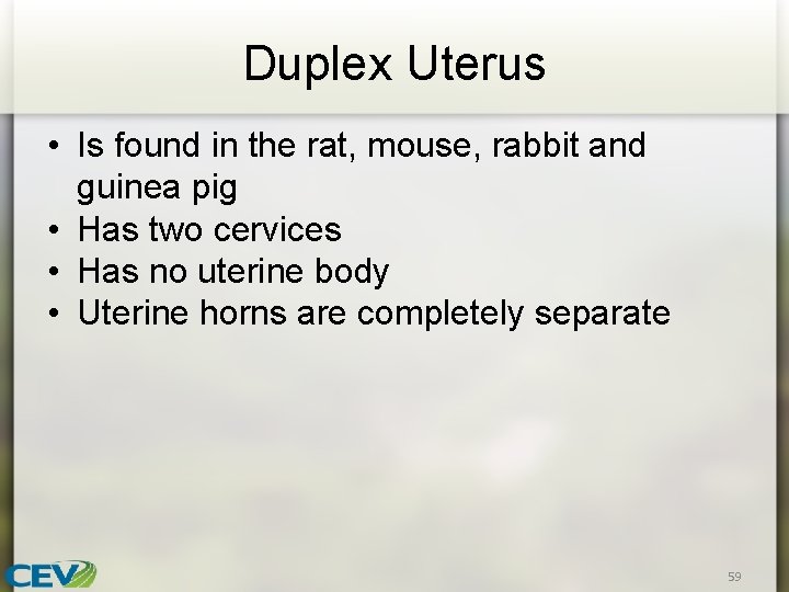 Duplex Uterus • Is found in the rat, mouse, rabbit and guinea pig •