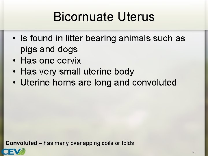 Bicornuate Uterus • Is found in litter bearing animals such as pigs and dogs