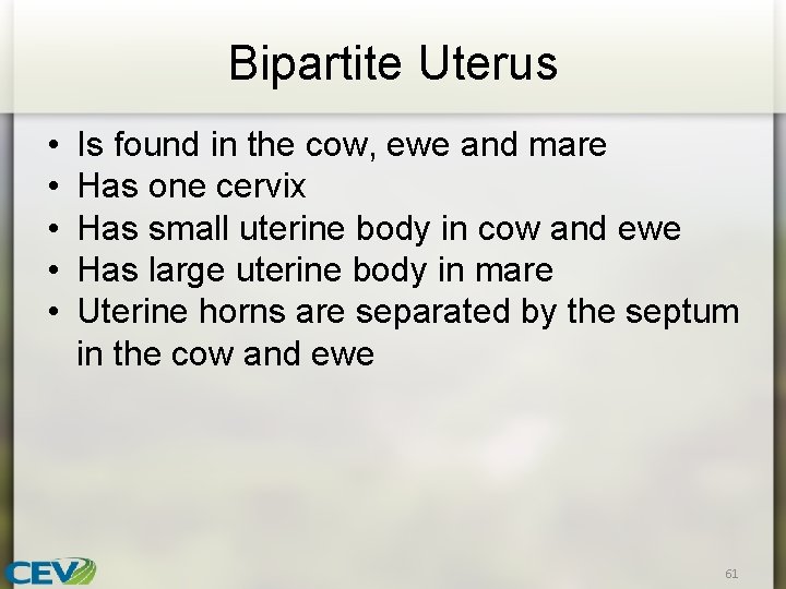 Bipartite Uterus • • • Is found in the cow, ewe and mare Has