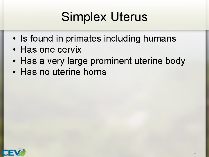 Simplex Uterus • • Is found in primates including humans Has one cervix Has
