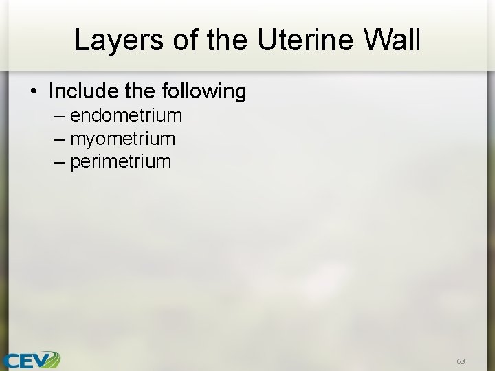 Layers of the Uterine Wall • Include the following – endometrium – myometrium –