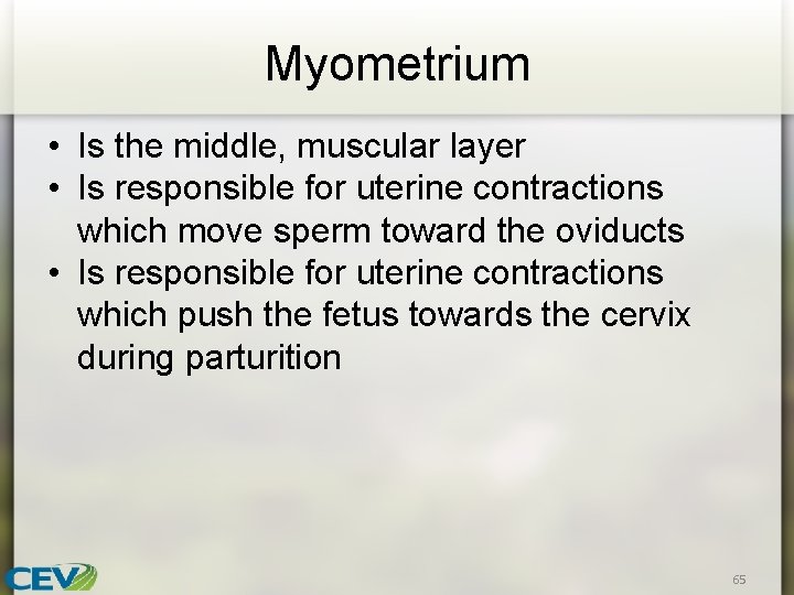 Myometrium • Is the middle, muscular layer • Is responsible for uterine contractions which