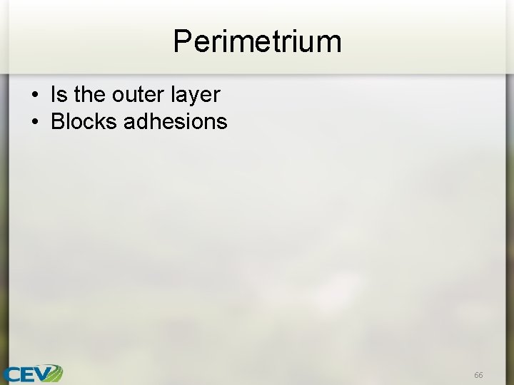 Perimetrium • Is the outer layer • Blocks adhesions 66 