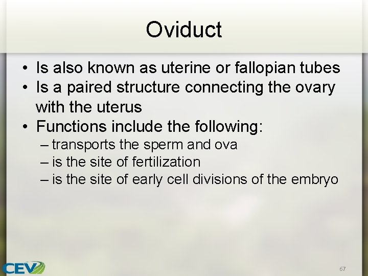 Oviduct • Is also known as uterine or fallopian tubes • Is a paired