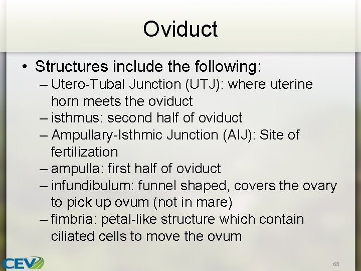 Oviduct • Structures include the following: – Utero-Tubal Junction (UTJ): where uterine horn meets