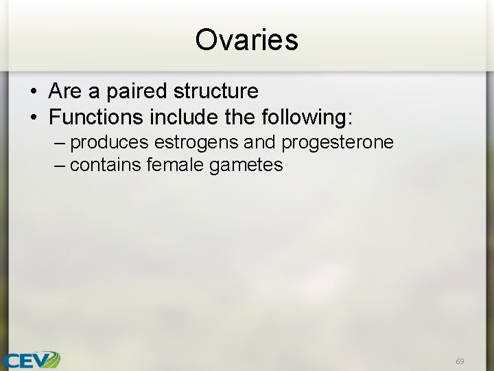 Ovaries • Are a paired structure • Functions include the following: – produces estrogens