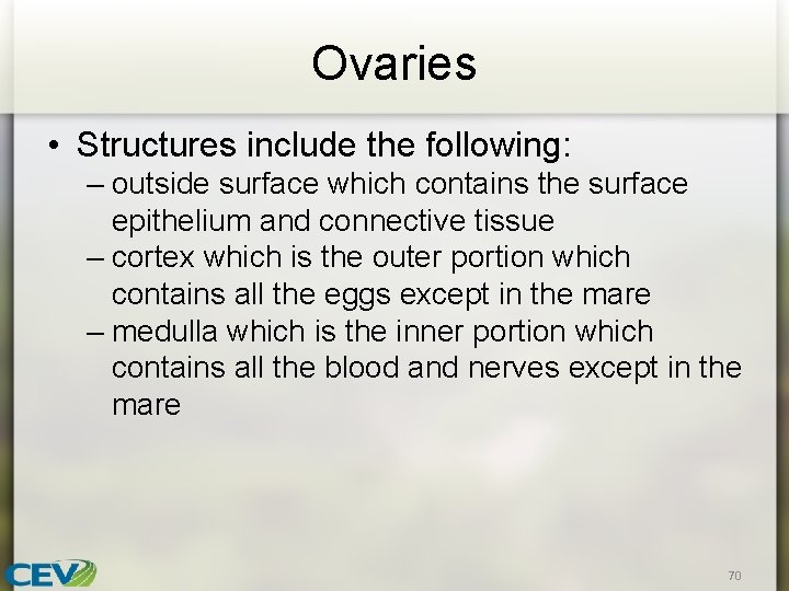 Ovaries • Structures include the following: – outside surface which contains the surface epithelium