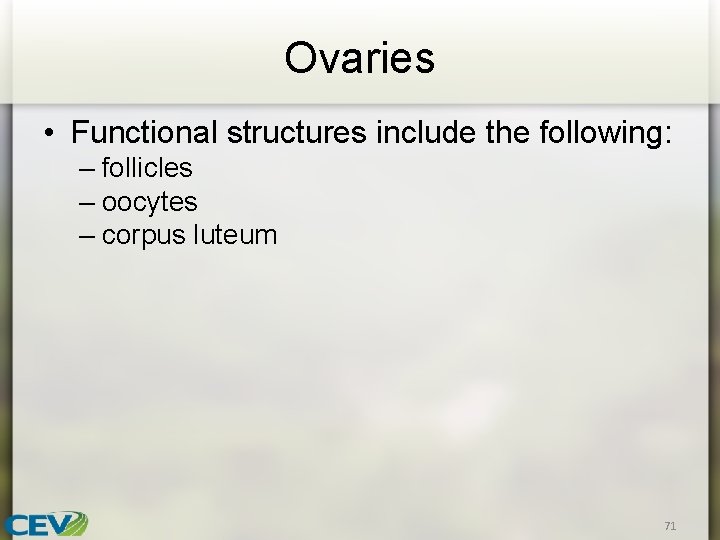 Ovaries • Functional structures include the following: – follicles – oocytes – corpus luteum