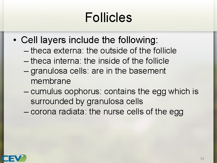 Follicles • Cell layers include the following: – theca externa: the outside of the