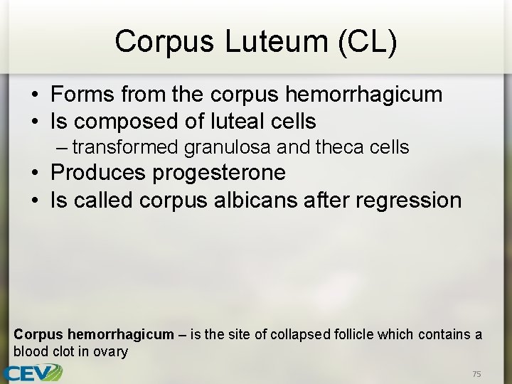 Corpus Luteum (CL) • Forms from the corpus hemorrhagicum • Is composed of luteal