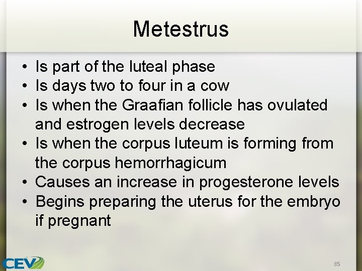 Metestrus • Is part of the luteal phase • Is days two to four