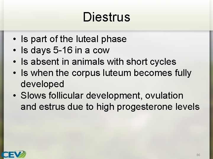 Diestrus • • Is part of the luteal phase Is days 5 -16 in