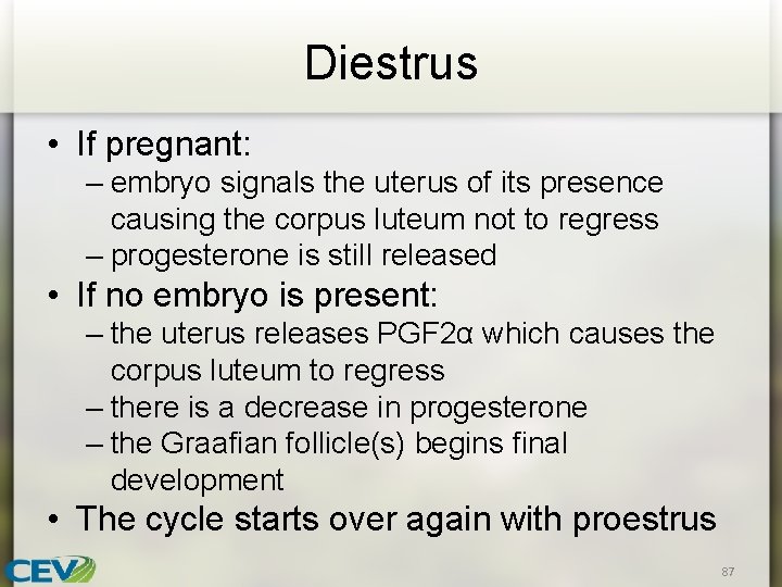 Diestrus • If pregnant: – embryo signals the uterus of its presence causing the