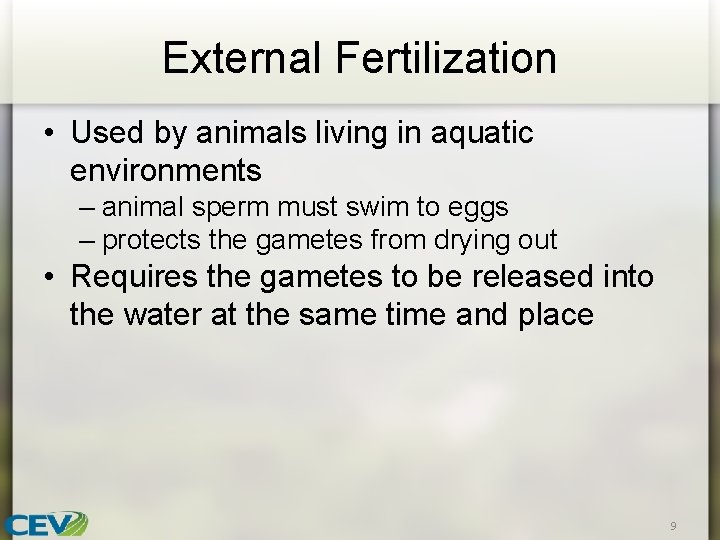 External Fertilization • Used by animals living in aquatic environments – animal sperm must