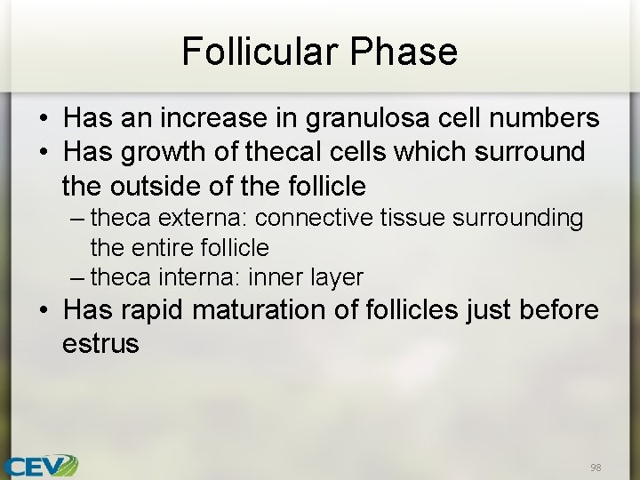 Follicular Phase • Has an increase in granulosa cell numbers • Has growth of