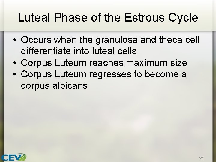 Luteal Phase of the Estrous Cycle • Occurs when the granulosa and theca cell