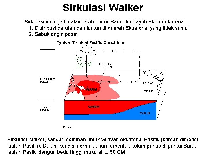 Sirkulasi Walker Sirkulasi ini terjadi dalam arah Timur-Barat di wilayah Ekuator karena: 1. Distribusi