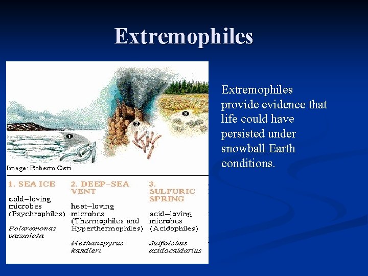 Extremophiles provide evidence that life could have persisted under snowball Earth conditions. 